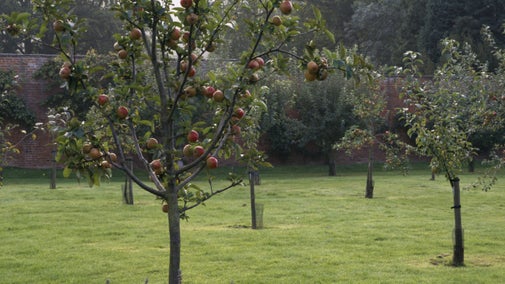 Apples hanging from a tree in the orchard in the walled garden at Berrington Hall, Herefordshire.